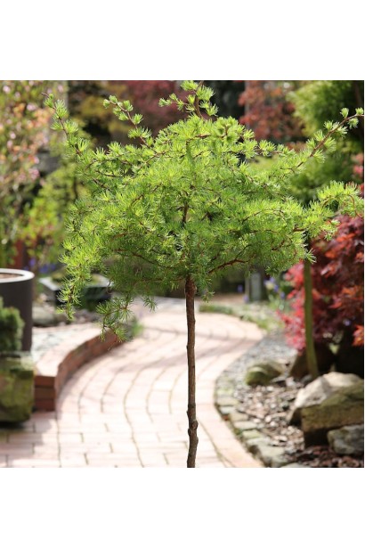 Лиственница европейская Литл Богл | Larix decidua Little Bogle | Модрина європейська Літл Богл